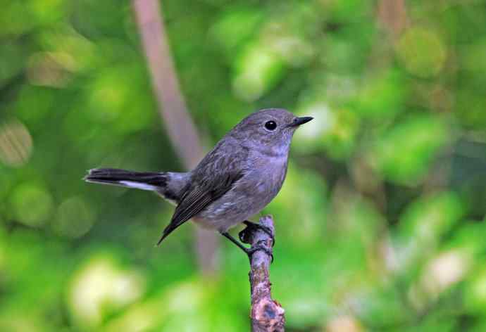 雌性白眉姬鹟(亚成鸟) 雌性白眉姬鹟(亚成鸟)