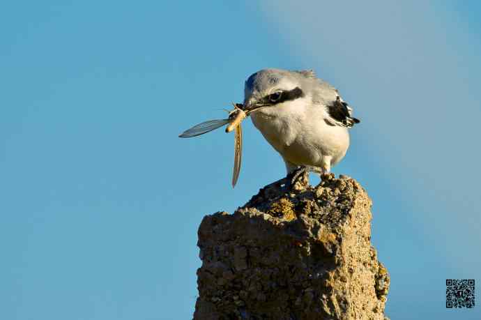 野鸭湖的楔尾伯劳吃什么？