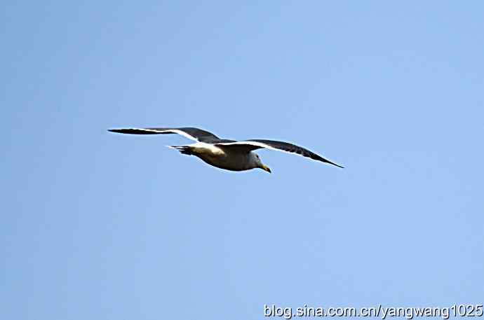 飞（海鸥）6