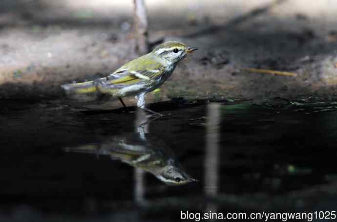 浴（黄眉柳莺）