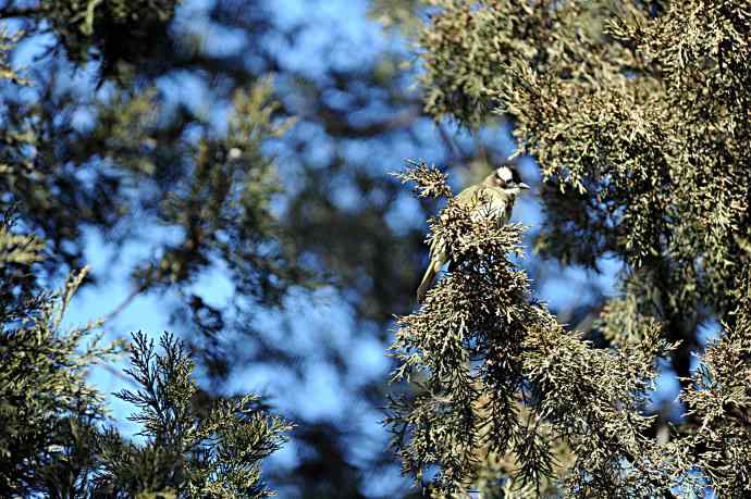 柏树丛中的小鸟