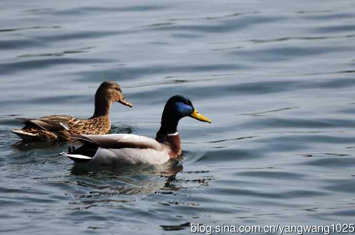 绿头鸭（2）