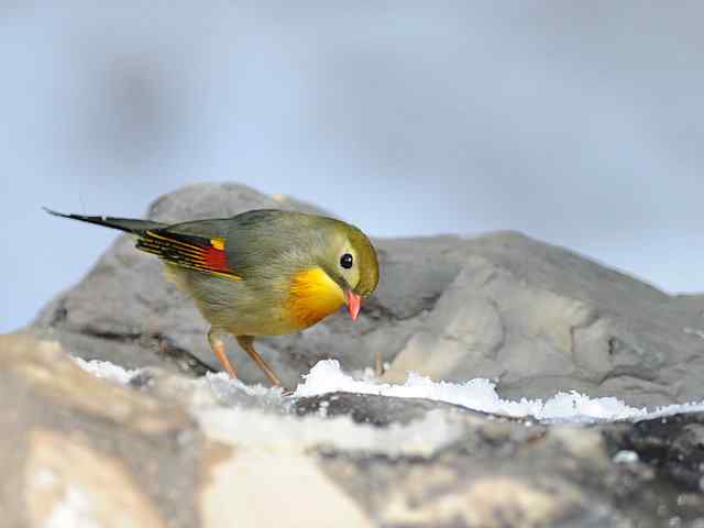 红嘴相思 VS 白喉噪鹛
