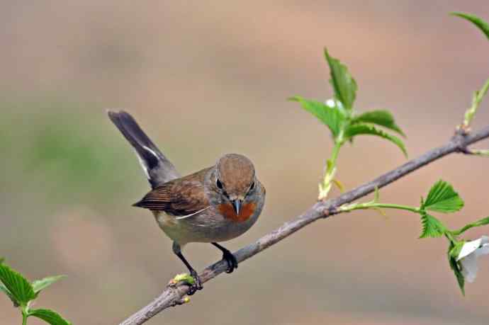 雄性红喉姬鹟(10) 雄性红喉姬鹟(10)