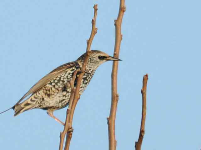 【亚平宁半岛之旅 wbr. wbr紫翅椋鸟】 【亚平宁半岛之旅 wbr. wbr紫翅椋鸟】