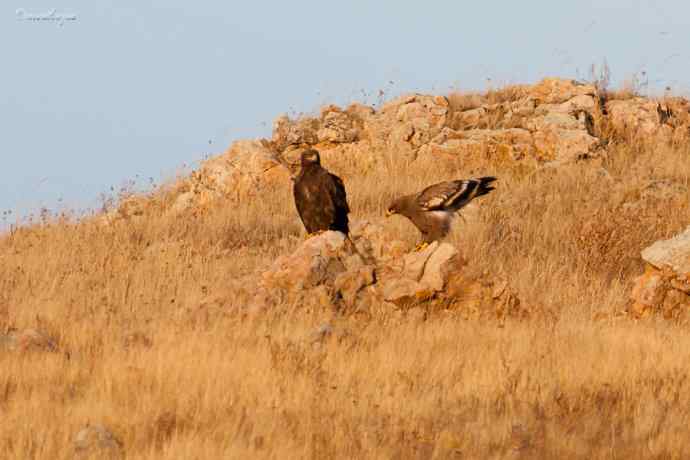 草原有约. wbr夕阳下与草原雕一家敖包相会