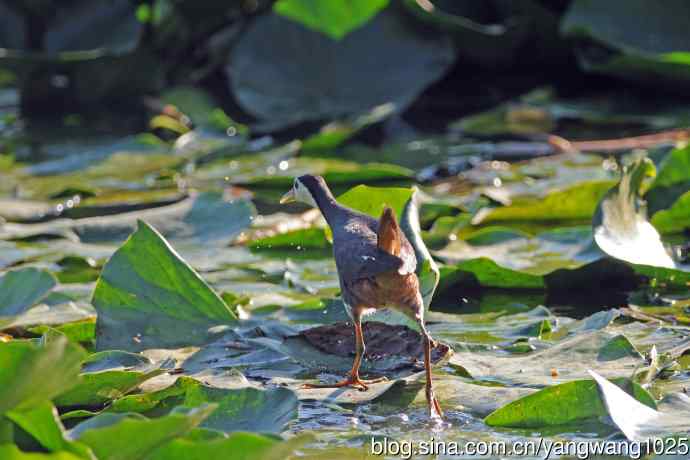 白胸苦恶鸟（5）