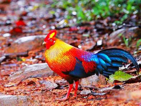 凤凰：传说的鸟原型探秘（原鸡）