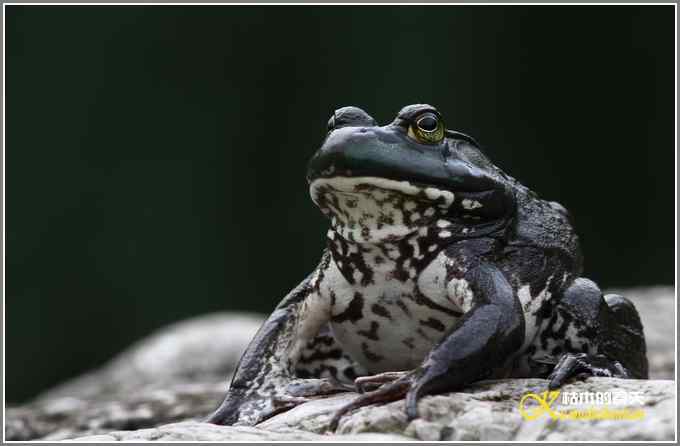 蛙中王者-牛蛙【照片】