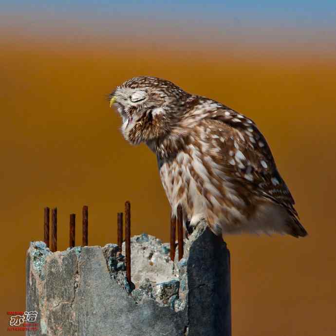 达里湖拍鸟——纵纹腹小鸮