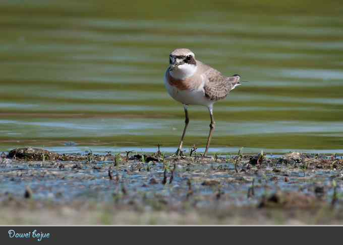 蒙古沙鸻和红喉鹨