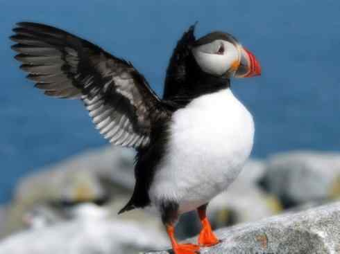 猎奇：奇特的鸟喙之七