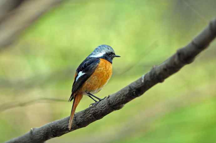 雄性北红尾鸲（32）