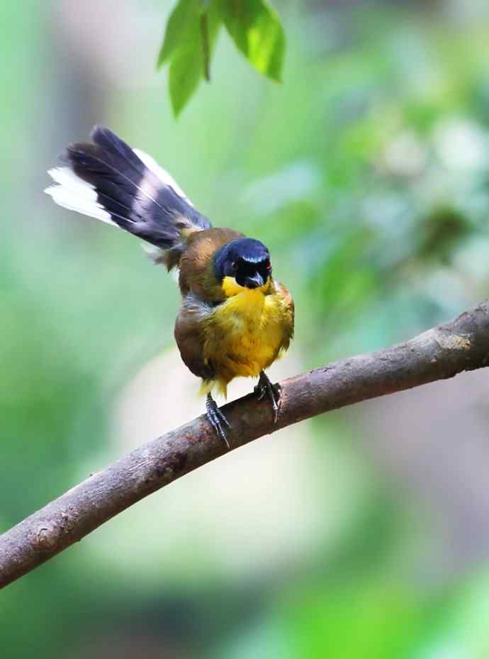 【半日相逢世界濒危小鸟---黄喉噪鹛】