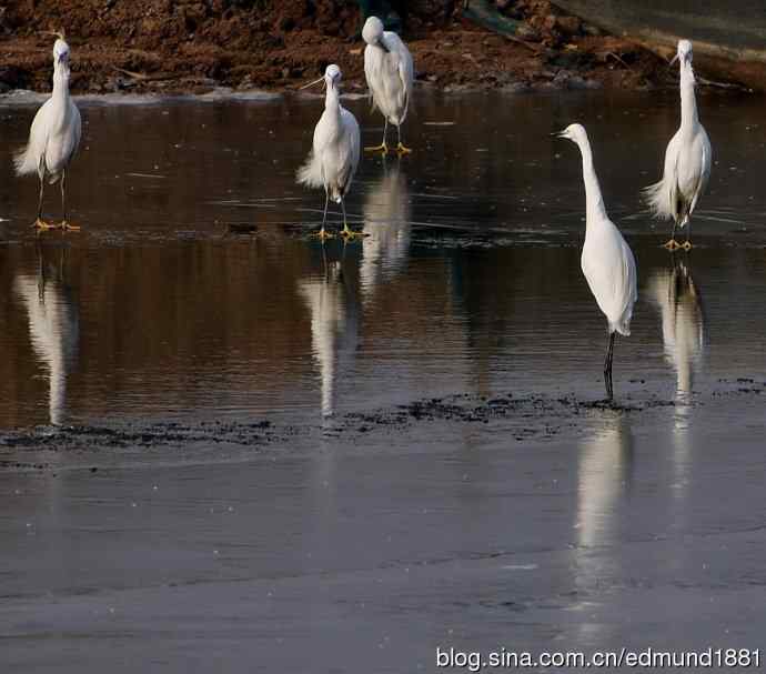 野外的珍禽丹顶鹤-穷人大炮及望远镜拍摄