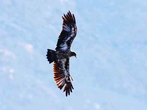 白头鸟系列:另类的美丽(吼海雕) 白头鸟系列:另类的美丽(吼海雕)