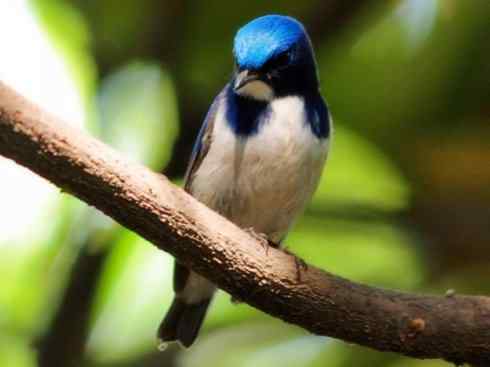 美丽无罪：雀鸟之姬鹟