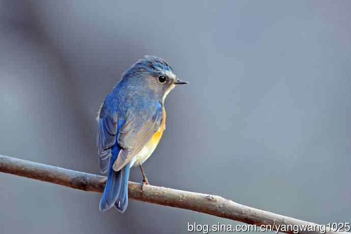 雄性红胁蓝尾鸲（29）