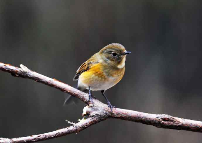 雌性红胁蓝尾鸲(14) 雌性红胁蓝尾鸲(14)
