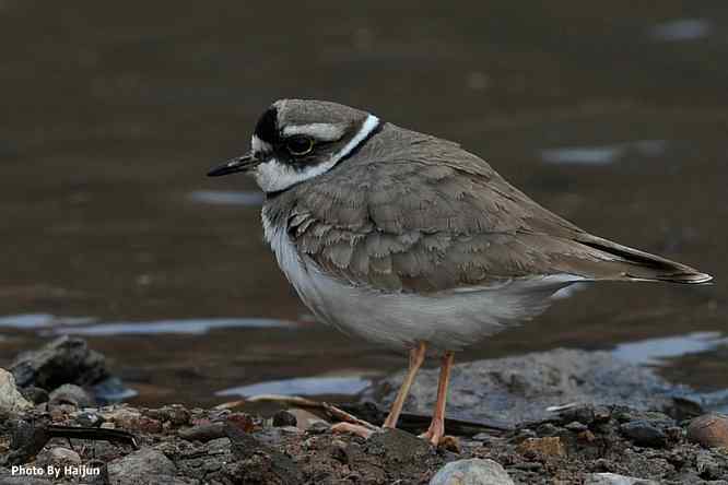 白河湾邂逅长嘴剑鸻