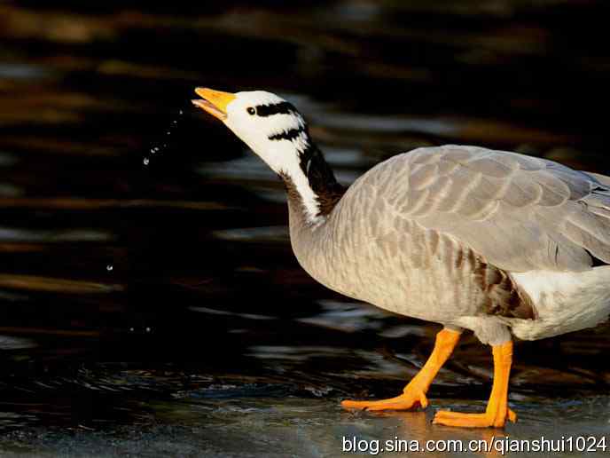 水禽湖冬季运动会