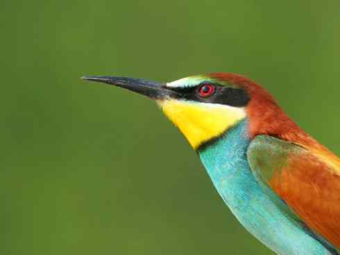 绝色攀禽：佛法僧目之蜂虎3