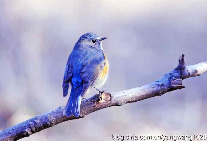 北京天坛公园的鸟类——雄性红胁蓝尾鸲（11）