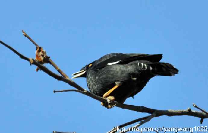 野生鸟(八哥) 野生鸟(八哥)