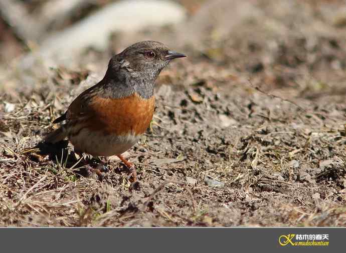 高原鸟鈥滒堆茵意潯臼蹬摹