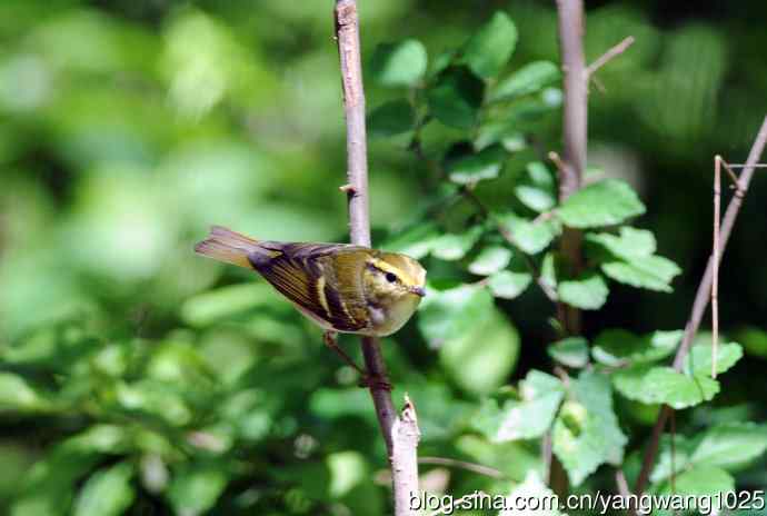 黄腰柳莺（5）