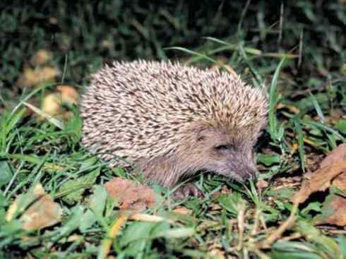 动物世界:山寨还是原创之三 动物世界:山寨还是原创之三