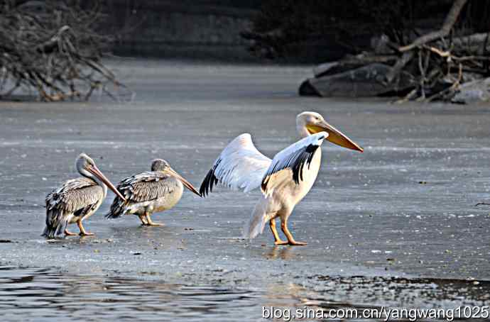 冰上鹈鹕舞 冰上鹈鹕舞