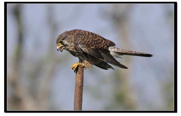 红隼享用甜点 红隼享用甜点