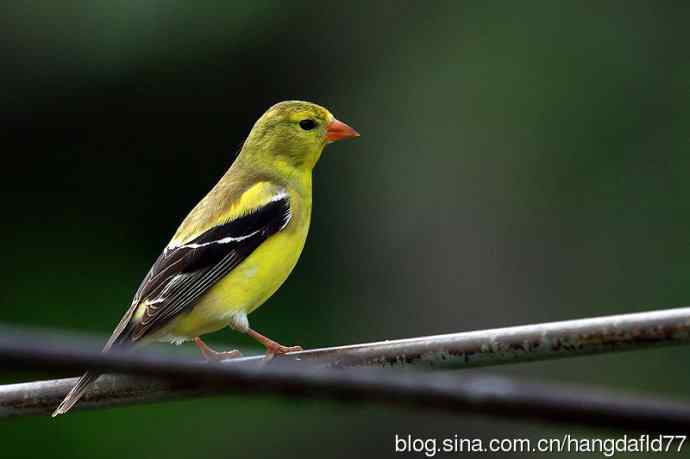 美国鸟类摄影——美洲金翅雀