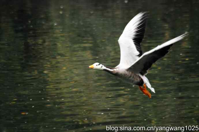 斑头雁（抓拍）3