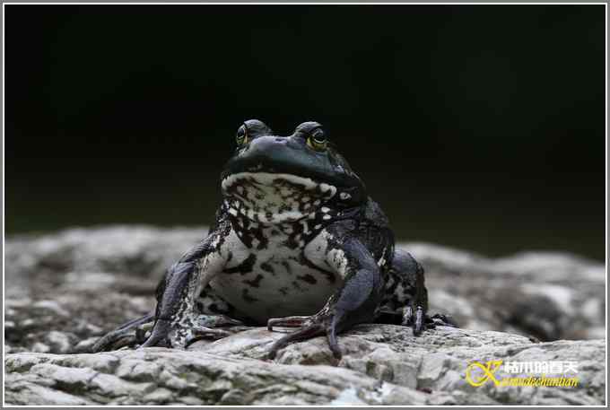 蛙中王者-牛蛙【照片】