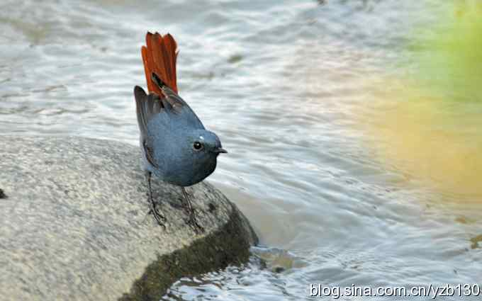 全方位观察红尾水鸲（组图）