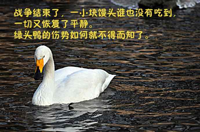 天鹅的愤怒与可怜的绿头鸭（纪实）