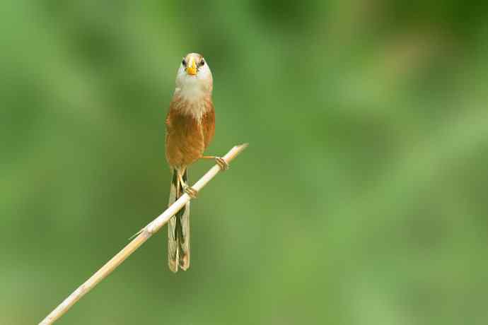 衡水湖野生鸟类摄影