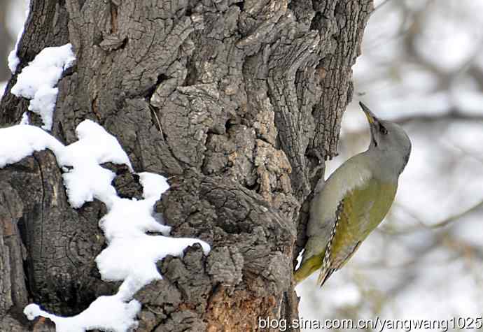 灰头绿啄木鸟（雌性）