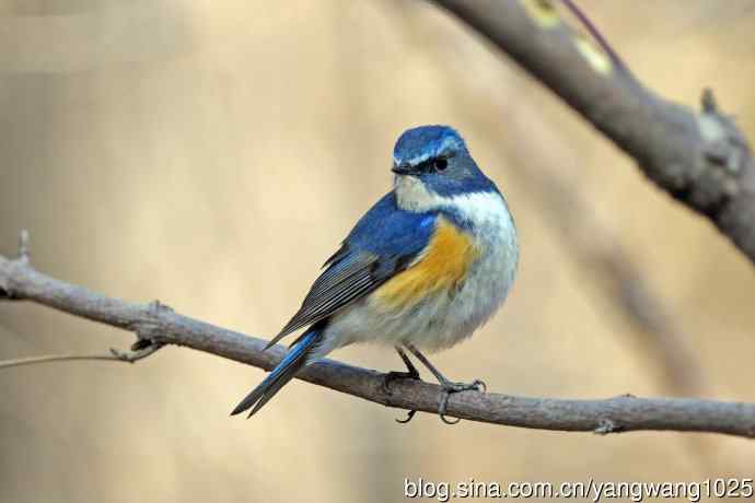 雄性红胁蓝尾鸲（21）