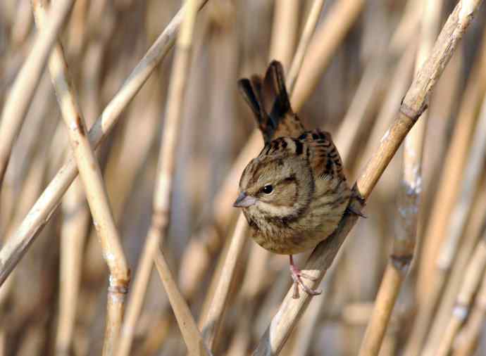雌性灰头鹀（2）