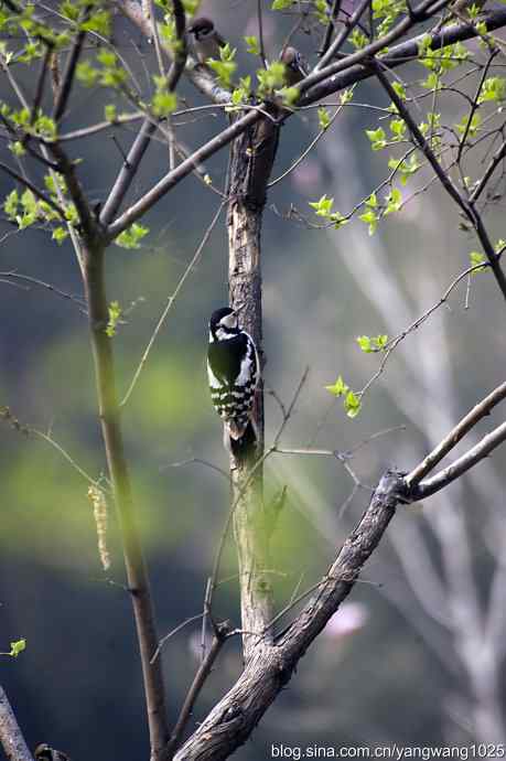 大斑啄木鸟