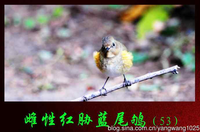 雌性红胁蓝尾鸲（53）