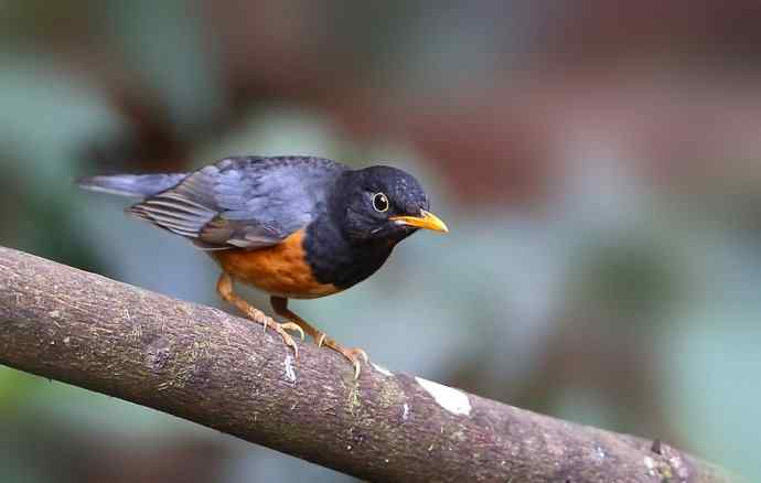 云飘繁花憩 南风任鸟依 (两天百花岭观鸟兼谈攻略)