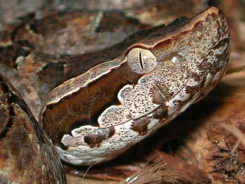 龙：传说的兽原型探秘（蝮蛇类）