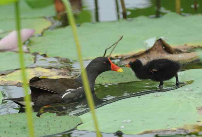再拍黑水鸡(纪实)2 再拍黑水鸡(纪实)2