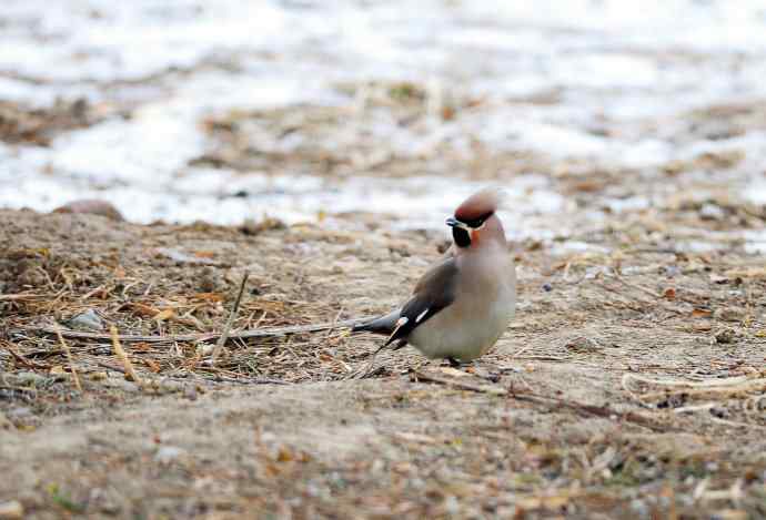 太平鸟(4) 太平鸟(4)