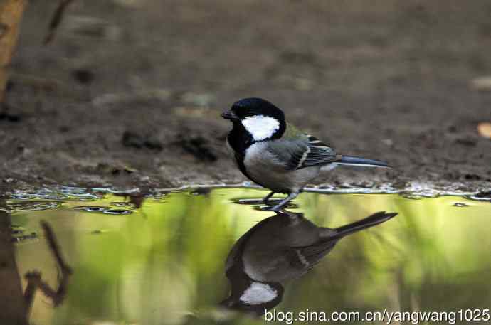 北京天坛公园的鸟类——大山雀（4）
