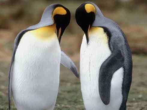 鸟类之最:巴布亚企鹅 鸟类之最:巴布亚企鹅